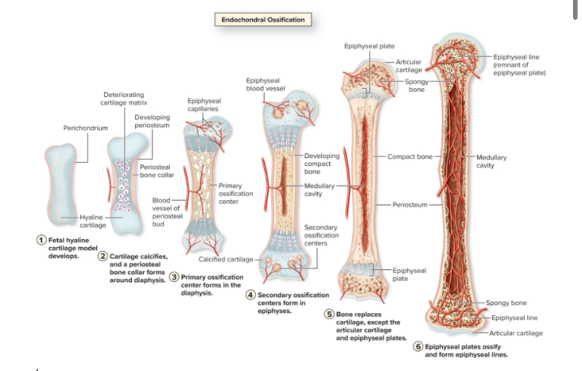 <p>Endochondral ossification</p>