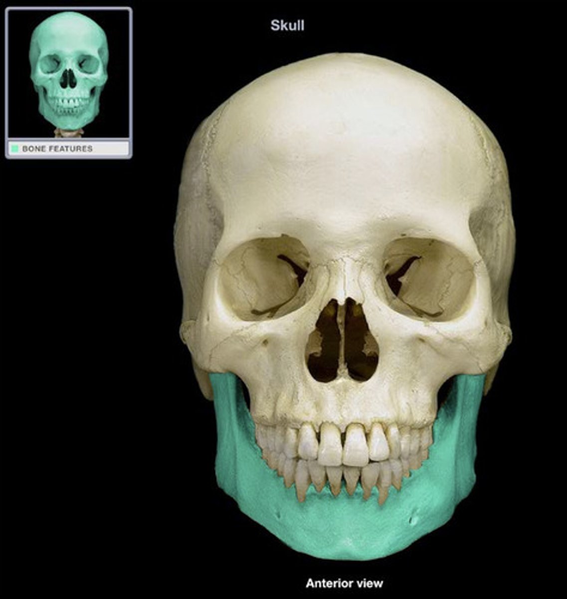 <p>Facial Bones</p>