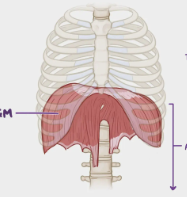 <p>diafragma 4 asja 1 lihas</p>