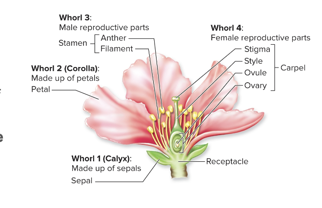 <ul><li><p>flower whorls from outside to inside&nbsp;</p></li></ul><p></p>