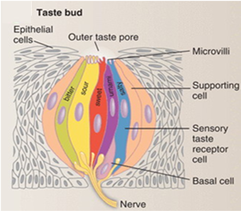 <p><u><span>Type 1 cells</span></u></p><ul><li><p style="text-align: left;"><span>Support cells – glial like</span></p></li><li><p style="text-align: left;"><span>possibly saltiness</span></p></li></ul><p style="text-align: left;"></p><p style="text-align: left;"><u><span>Type 2 cells</span></u></p><ul><li><p style="text-align: left;"><span>Sweet</span></p></li><li><p style="text-align: left;"><span>Bitter</span></p></li><li><p style="text-align: left;"><span>Umami</span></p></li></ul><p style="text-align: left;"></p><p style="text-align: left;"><u><span>Type 3 cells</span></u></p><ul><li><p style="text-align: left;"><span>Sour</span></p></li><li><p style="text-align: left;"><span>possibly saltiness</span></p></li></ul><p></p>