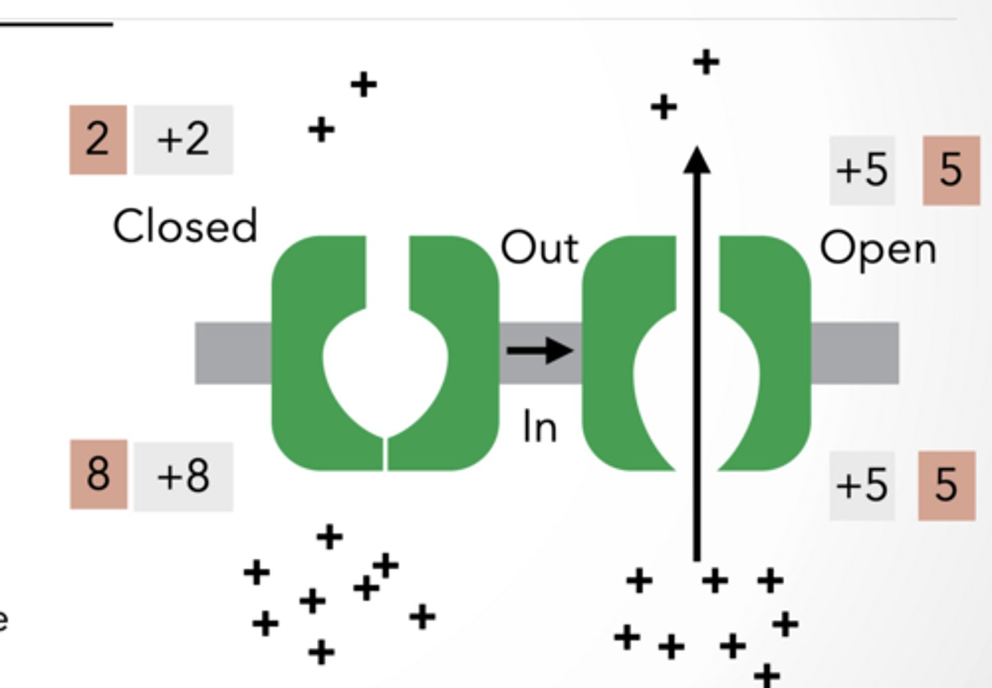 <p>GENERATING MEMBRANE POTENTIALS</p><p>NON-SELECTIVE CHANNEL: + ONLY</p><p>Channel opens and ions flow </p><p>Keep track of relative charge either side of the membrane(grey) and concentration (red) </p><p>Net Change:</p><p>Out: +3 charge, 3 ions</p><p>In: -3 charge, 3 ions </p><p>Final result is a balanced membrane</p><p>NON- SELECTIVE CHANNEL: + AND -</p><p>Both + and − ions move, so charges cancel out. Even though ions move, there’s still no electrical difference, so no membrane potential is generated.</p><p>SELECTIVE CHANNEL: + AND -</p><p>Only + ions flow down concentration gradient</p><p>Only positive ions move → charges become uneven across membrane</p><p>This creates a voltage difference = membrane potential</p><p>Final result is a voltage gradient</p>