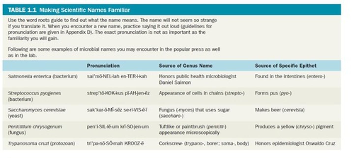 <p>Two-part naming system for organisms, genus and species.</p>
