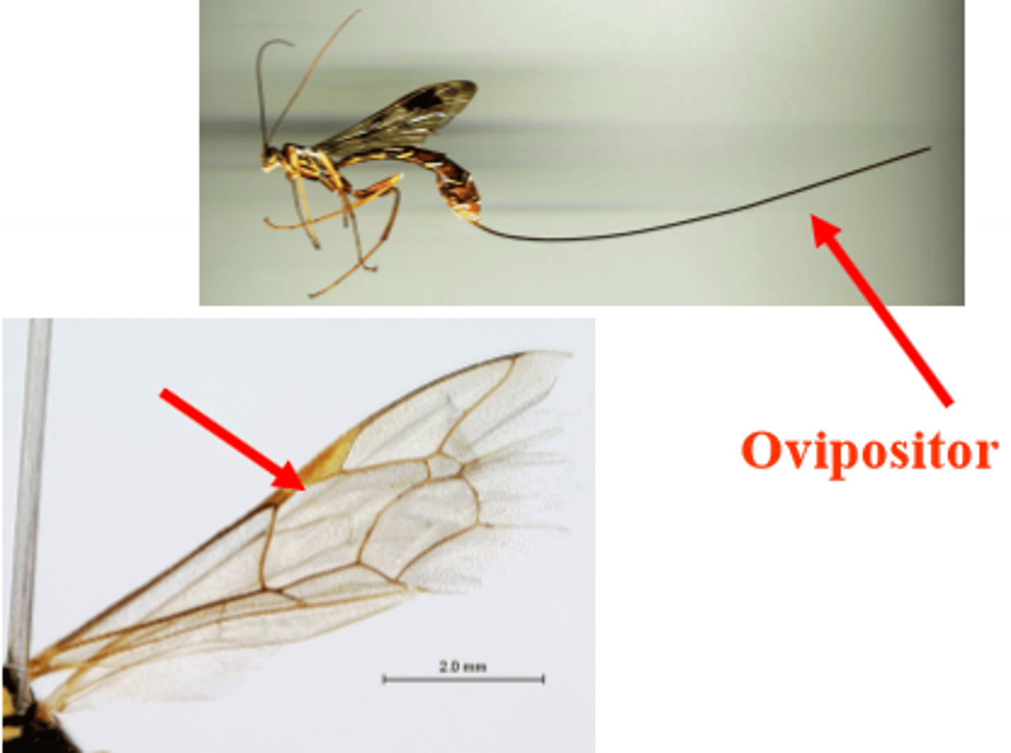 <p>Parasitoid wasps</p>