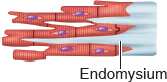 <p>Cardiac Tissue components</p>