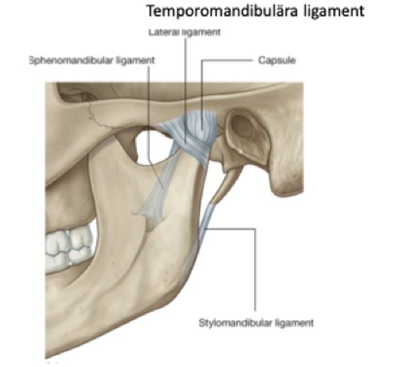 <p>- Temporomandibulära ligamenten</p><p>- Kollateralligamenten</p><p>- Stylomandibulare</p><p>- Sphenomandibulare</p>