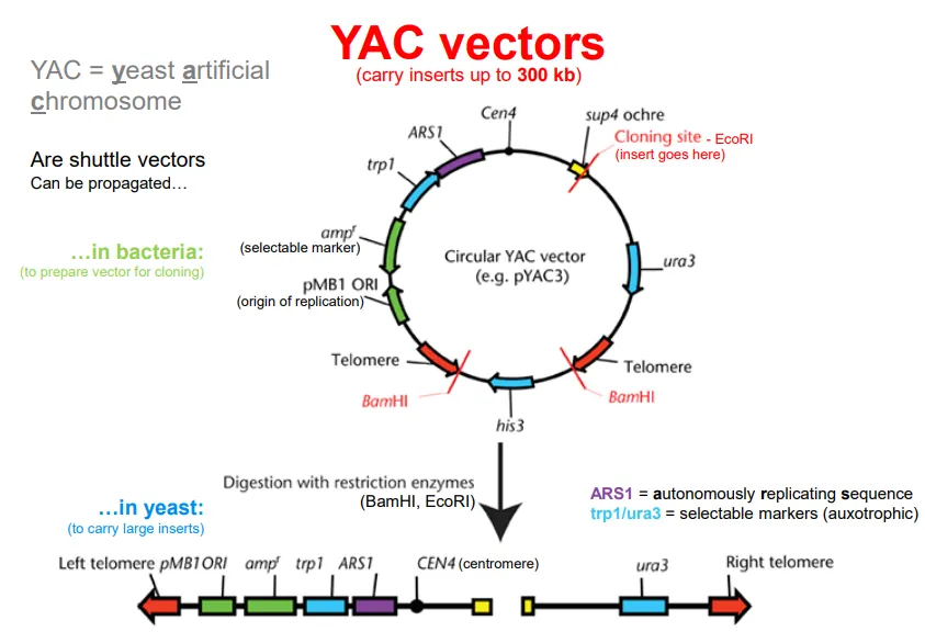 <ul><li><p>YAC- yeast artificial chromosome</p></li><li><p>telomeres at either end for stability, and a centromere</p></li><li><p>an <strong>origin of replication</strong>, so that it will be expressed in a yeasthost cell</p></li><li><p><strong>selectable marker</strong>(s), which can be used to identify successful plasmid uptake eg. ampicillin resistance</p></li><li><p>a <strong>multiple cloning site</strong> (MCS), where the fragment is inserted- the location of this site is important, as it can be used for<strong> insertional inactivation</strong></p></li></ul><p></p>