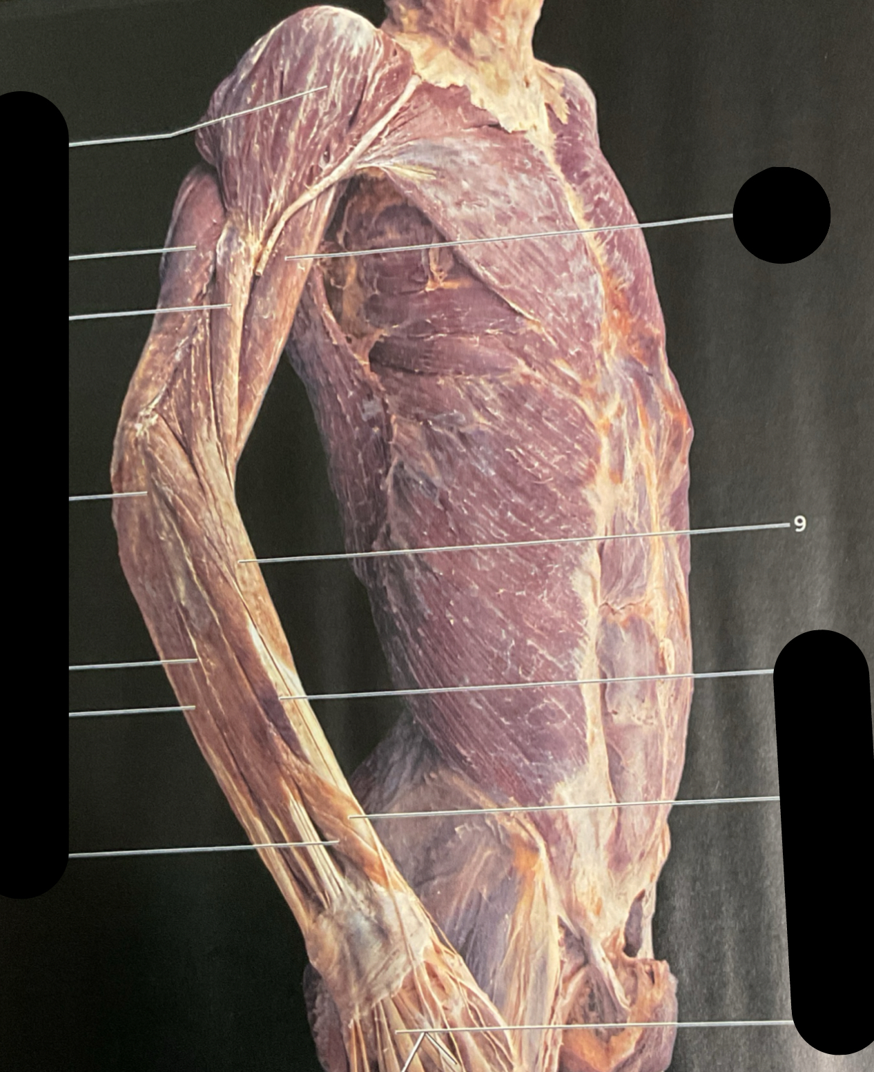 knowt flashcard image