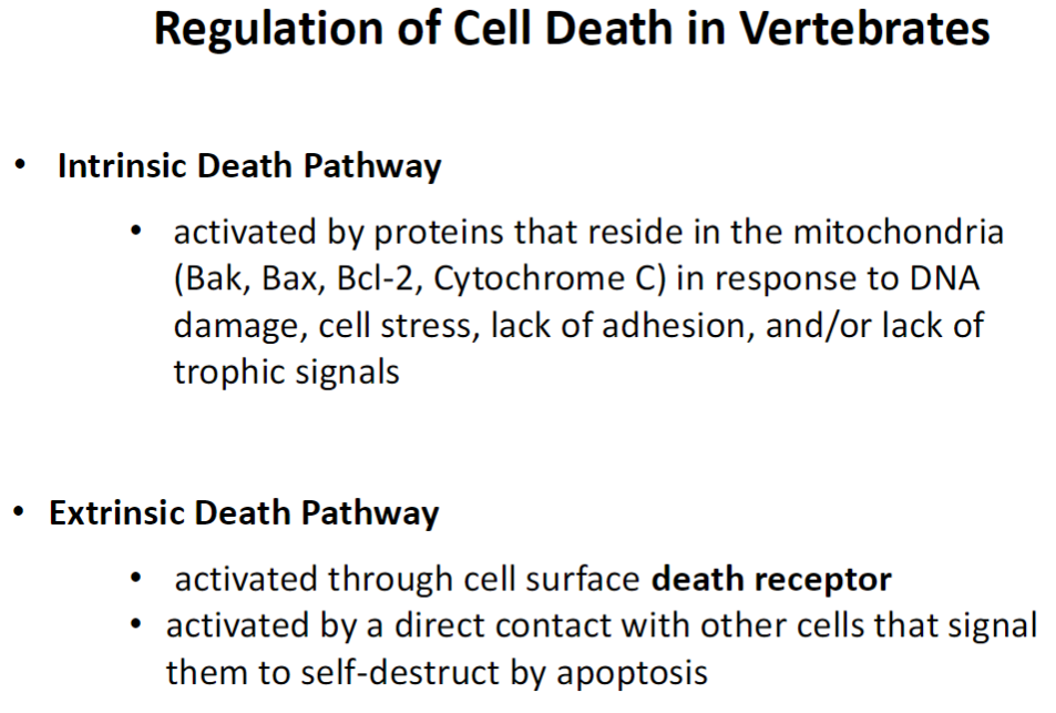 <p><strong>Intrinsic Pathway</strong><br> Activated by mitochondrial proteins (Bak, Bax, Bcl-2, Cytochrome C)<br> Triggered by DNA damage, cell stress, loss of adhesion, or lack of trophic signals</p><p><strong>Extrinsic Pathway</strong><br> Activated through cell surface death receptors<br> Triggered by direct contact with other cells signaling apoptosis</p>