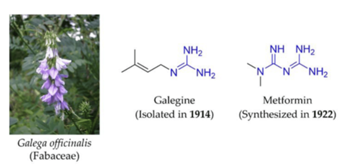 <p>Previous biguanides were too toxic (lactic acidosis), but the synthesis of metformin (and its structural differences from prior biguanides) led to the discovery of the most prescribed glucose-lowering medication worldwide.</p>