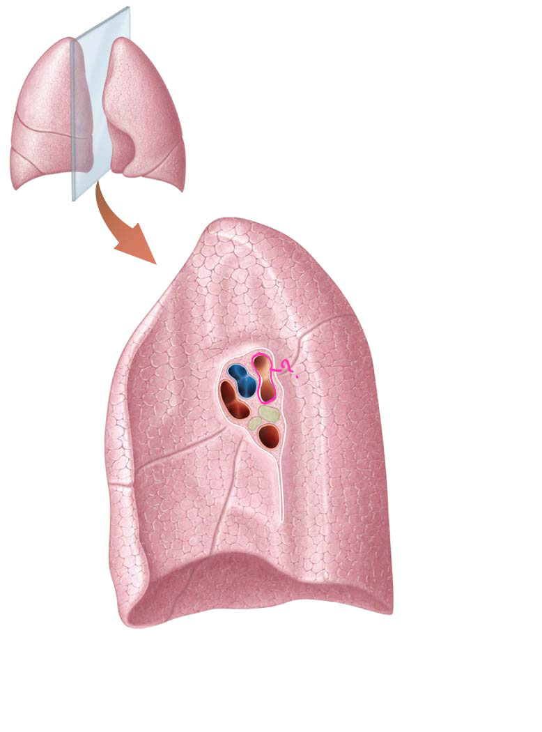 <p>what is outlined?</p>