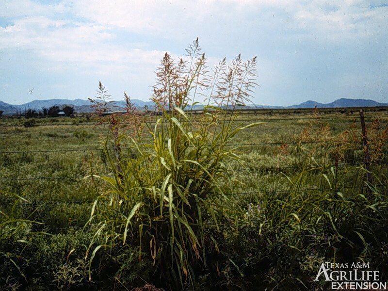 Johnsongrass