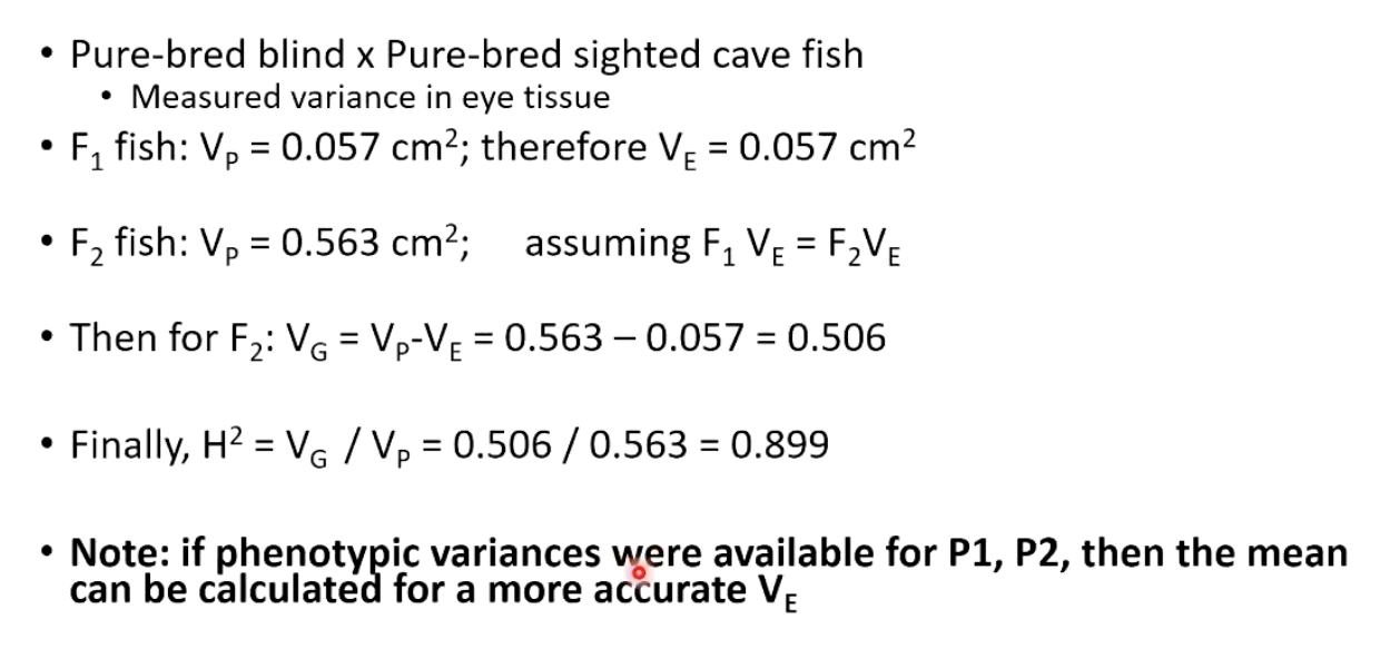 <ul><li><p>By crossing blind and sighted fish, measured eye tissue mean and variance in F1, then produced F2, and measured their eye tissue </p></li><li><p>Since F1 are genetically uniform, all variance observed was due to environmental factors</p></li></ul><p></p>