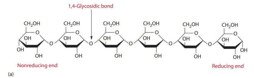 Chemical structures of polysaccharides found in starch: (a) amylose