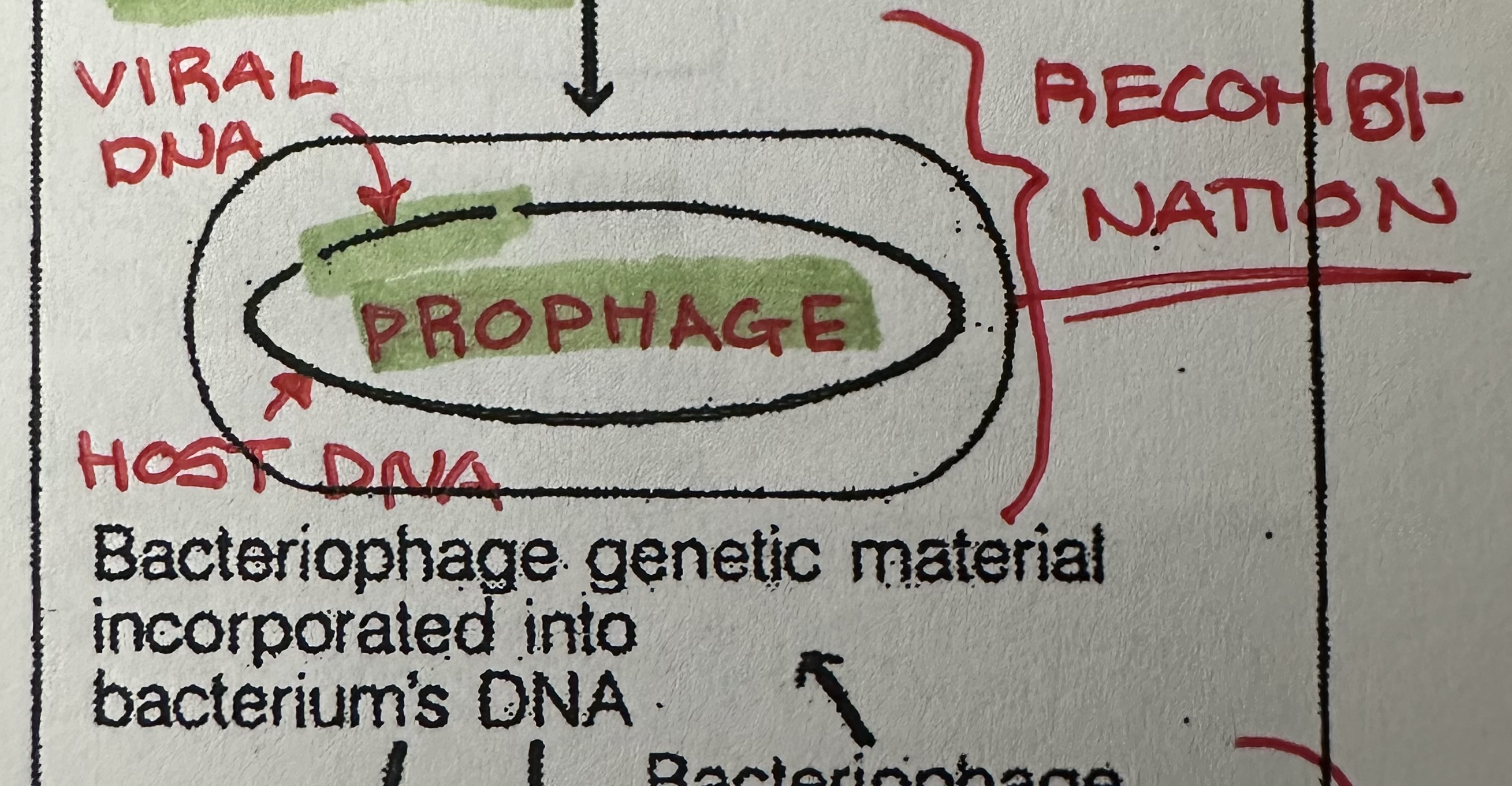 <p>Host cell’s DNA and the viral DNA.</p><p>Only in bacteria.</p>
