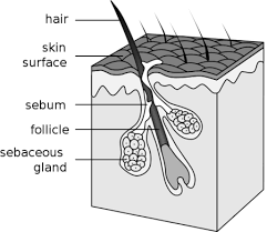 <ul><li><p>oil gland found in the dermis</p><ul><li><p>sebum (oil on skin)</p></li><li><p>lubrication of skin and hair</p></li><li><p>antibacterial properties (sweat and oil are antimicrobial) </p></li><li><p>water retention</p></li><li><p>keeps skin and hair from becoming dry, brittle, and cracked</p></li><li><p>lanolin - sheep sebum</p></li></ul></li></ul><p></p>