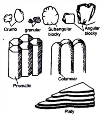 <p>Arrangement of soil particles into aggregates (peds) </p><ul><li><p>Granular </p></li><li><p>Blocky</p></li><li><p>Platy</p></li><li><p>Columnar and prismatic </p></li><li><p>Massive (non-structure)</p></li></ul><p></p>