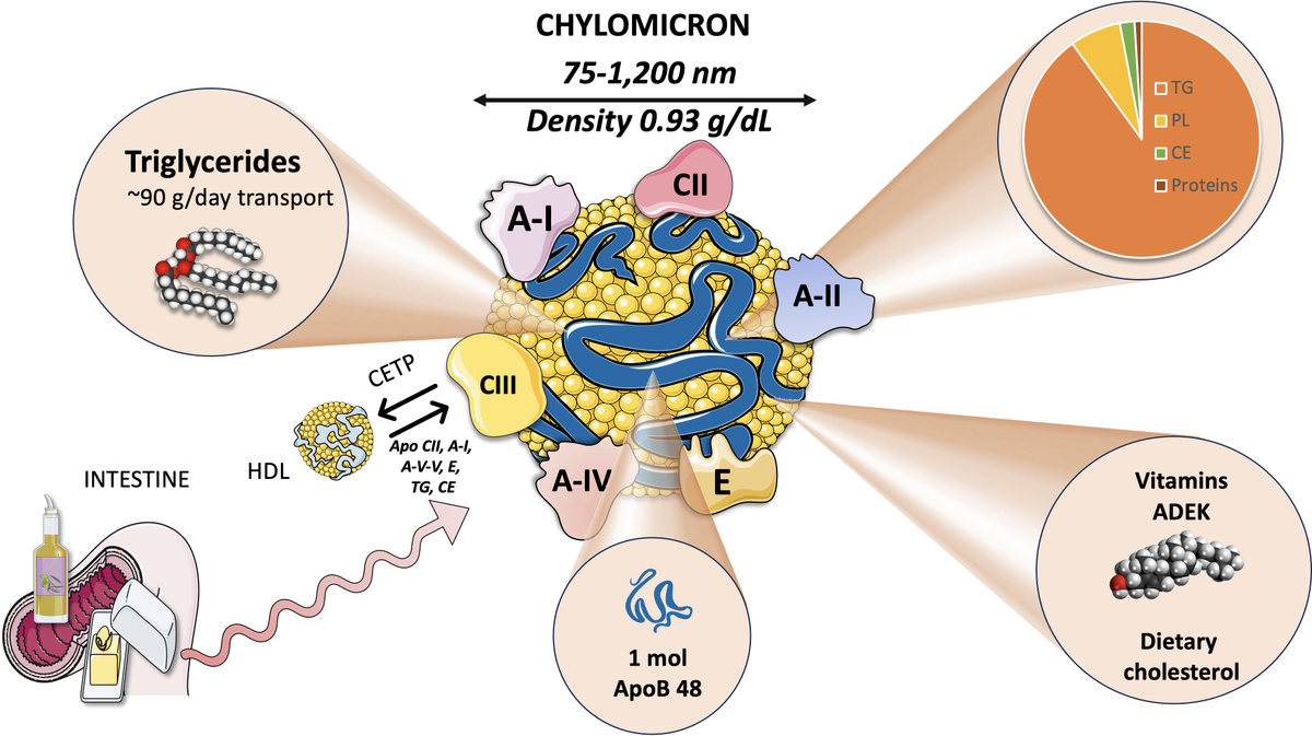 <p>Lipoprotein particles formed in enterocytes (intestinal cells) after TAGs are broken down into FA and MAGs that transport dietary fats to adipose tissue (for storage) or muscles (for energy).</p><p></p>