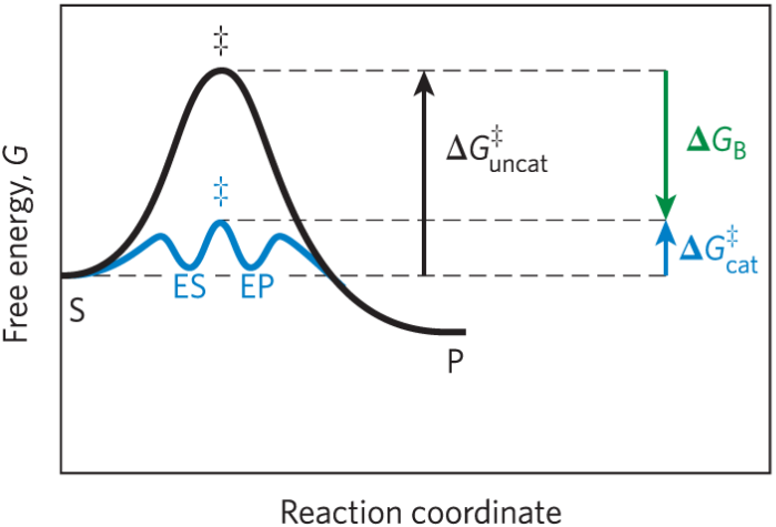 <p>Derived from the enzyme substrate interaction</p>