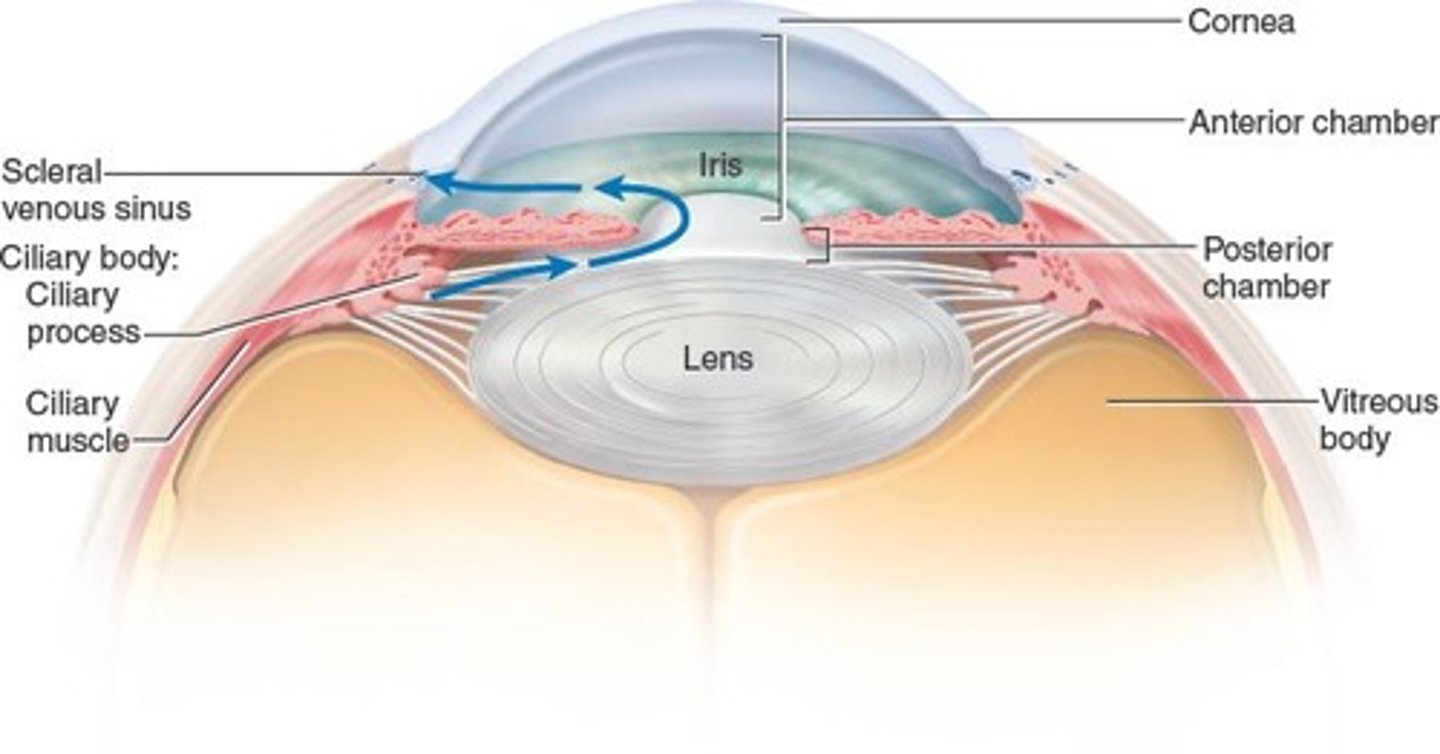 <p>Transparent front part of the eye, admits light.</p>