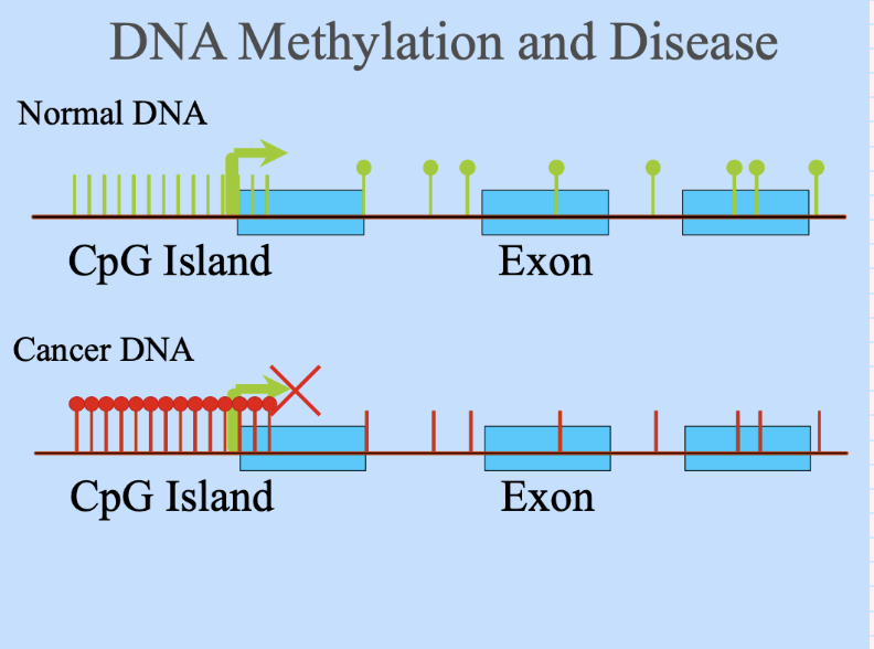 <p><span style="background-color: inherit; line-height: 22px; color: windowtext;"><span>Many genes switched off by methylation</span></span><span style="line-height: 22px; color: windowtext;"><span>&nbsp;</span></span></p><ul><li><p class="Paragraph SCXO94658842 BCX0" style="text-align: left;"><span style="background-color: inherit; line-height: 22px; color: windowtext;"><span>The genes that need to be switched off to develop cancer</span></span><span style="line-height: 22px; color: windowtext;"><span>&nbsp;</span></span></p></li></ul><p></p>