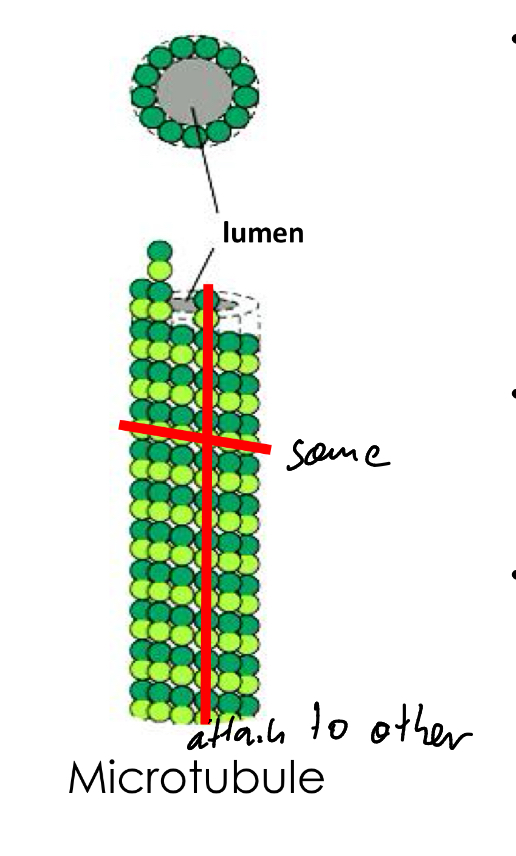 <p>-changing alpha and beta subunit</p><p>-same row same subunits</p><p>-increase the stability in the center of microtubules</p><p>-increase dynamism in the ends</p>