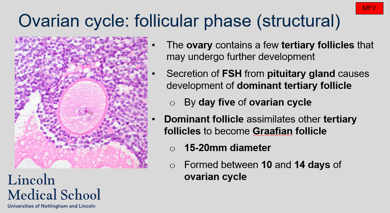 <p>The follicular phase is the structural phase of the ovarian cycle, during which a few tertiary follicles in the ovary may undergo further development. The secretion of follicle-stimulating hormone (FSH) from the pituitary gland causes the development of a dominant tertiary follicle. By day five of the ovarian cycle, the dominant follicle assimilates other tertiary follicles to become a Graafian follicle with a diameter of 15-20mm, which is formed between days 10 and 14 of the ovarian cycle.</p>