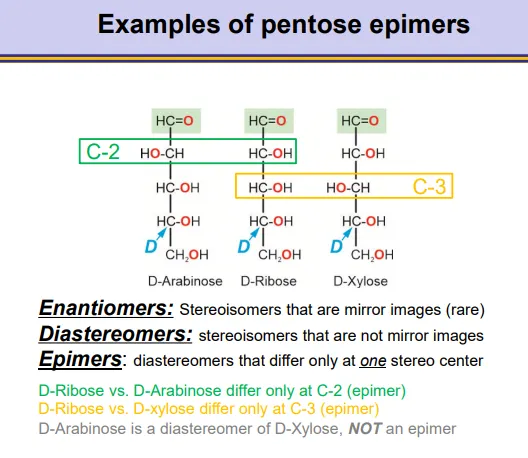 <ul><li><p><strong>enantiomers</strong>- complete mirror images, for all stereocentres (rare)</p></li><li><p><strong>diaestereomers</strong>- stereoisomers that aren’t mirror images, these include:</p><ul><li><p><strong>epimers</strong>- diastereomers that differ at only one stereocentre and are fixed</p></li><li><p><strong>anomers</strong>- diastereomers that differ only at the anomeric carbon (alpha vs beta, dynamic) </p></li><li><p><strong>conformational isomers</strong>- chair vs boat, envelope</p></li></ul></li></ul><p></p>