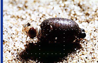 <p>dark and hard</p>