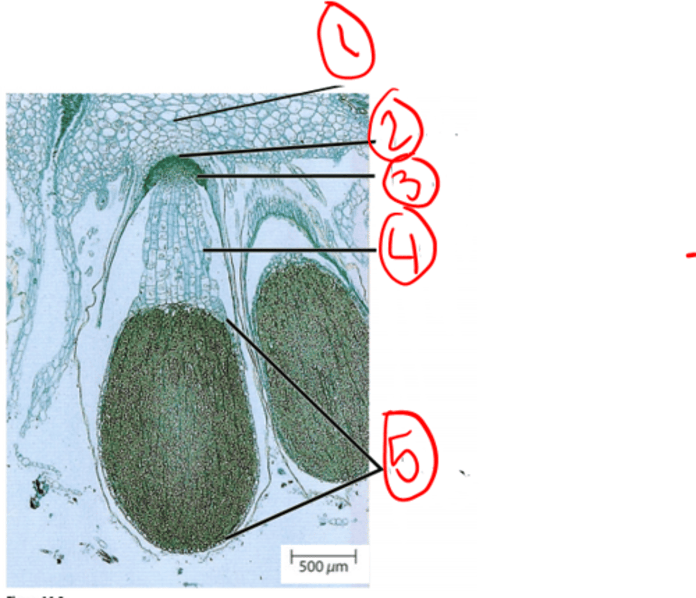 <p>foot (2n) part of sporophyte</p><p>placenta (n) part of gametophyte</p>