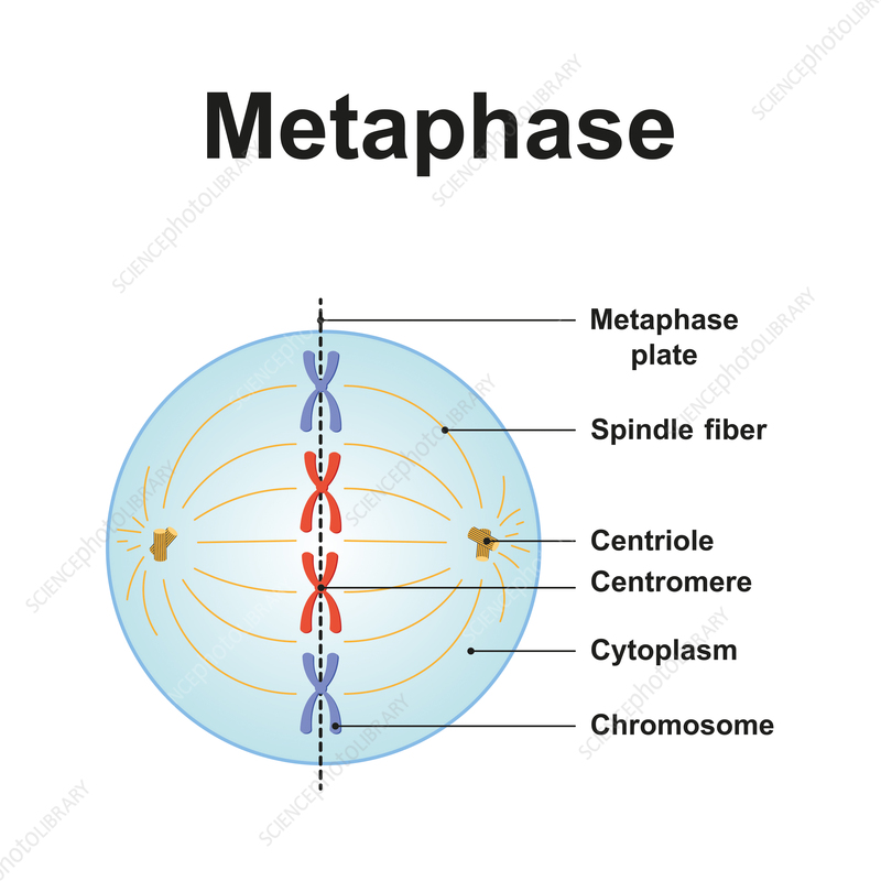 <p>Chromosomes attach to the spindle apparatus and align along the center of the cell.</p>