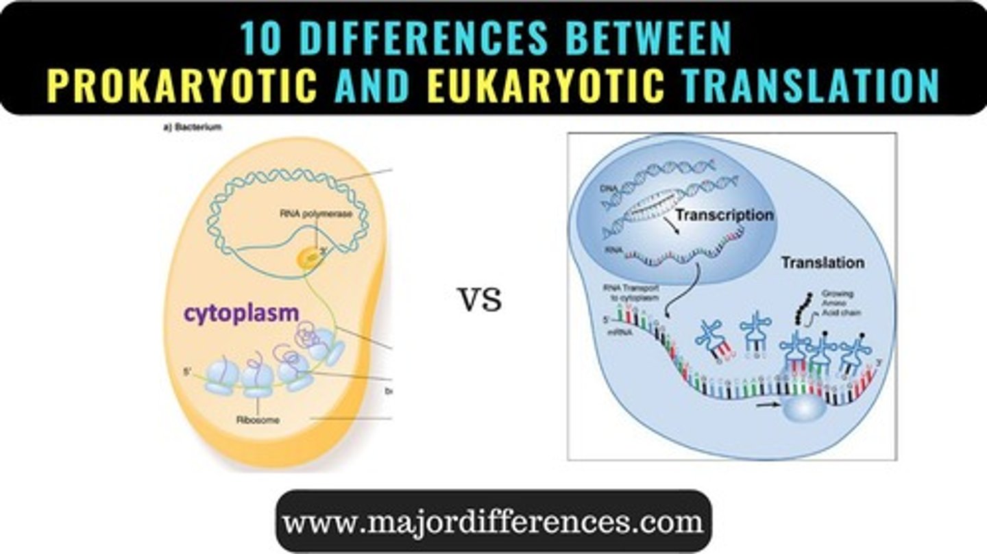 <p>Initiation occurs when ribosomal subunit binds to 5′ guanine cap; ribosomes synthesize polypeptides into the cavity of the rough endoplasmic reticulum and on free ribosomes; translation and transcription are decoupled.</p>