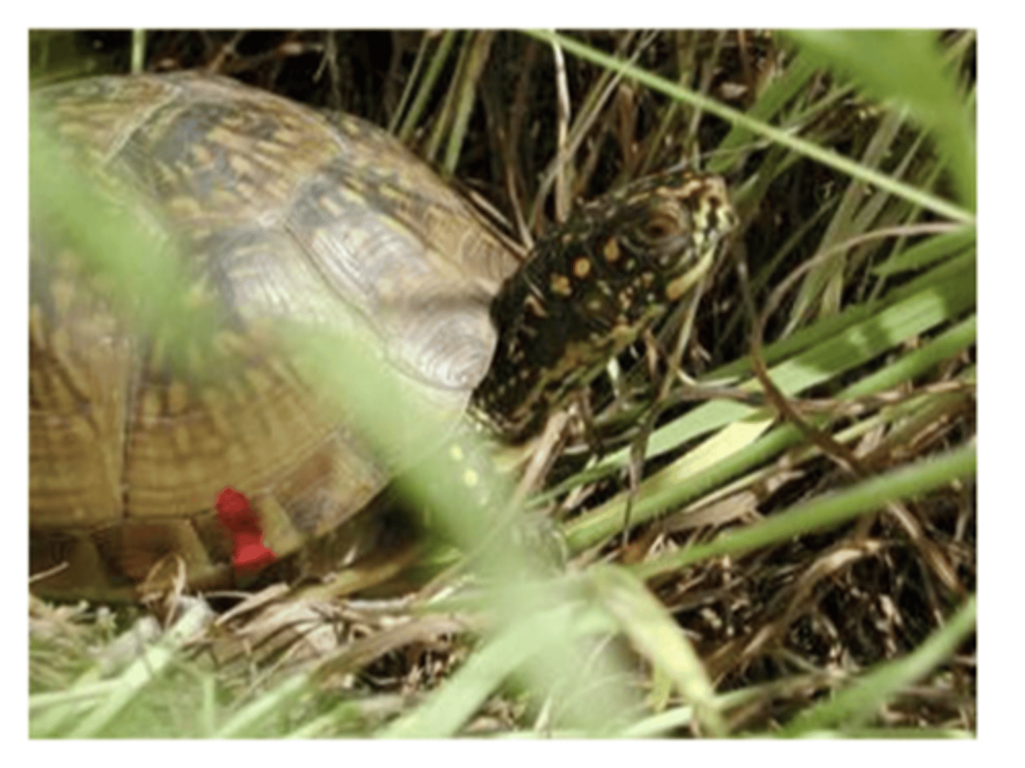 <p>sampling is random for marked and unmarked individuals, mark doesn't cause injury with adverse effects to individuals, mark doesn't make it easier for predators to locate marked individuals, marks are not lost, marked and unmarked have same mortality</p>
