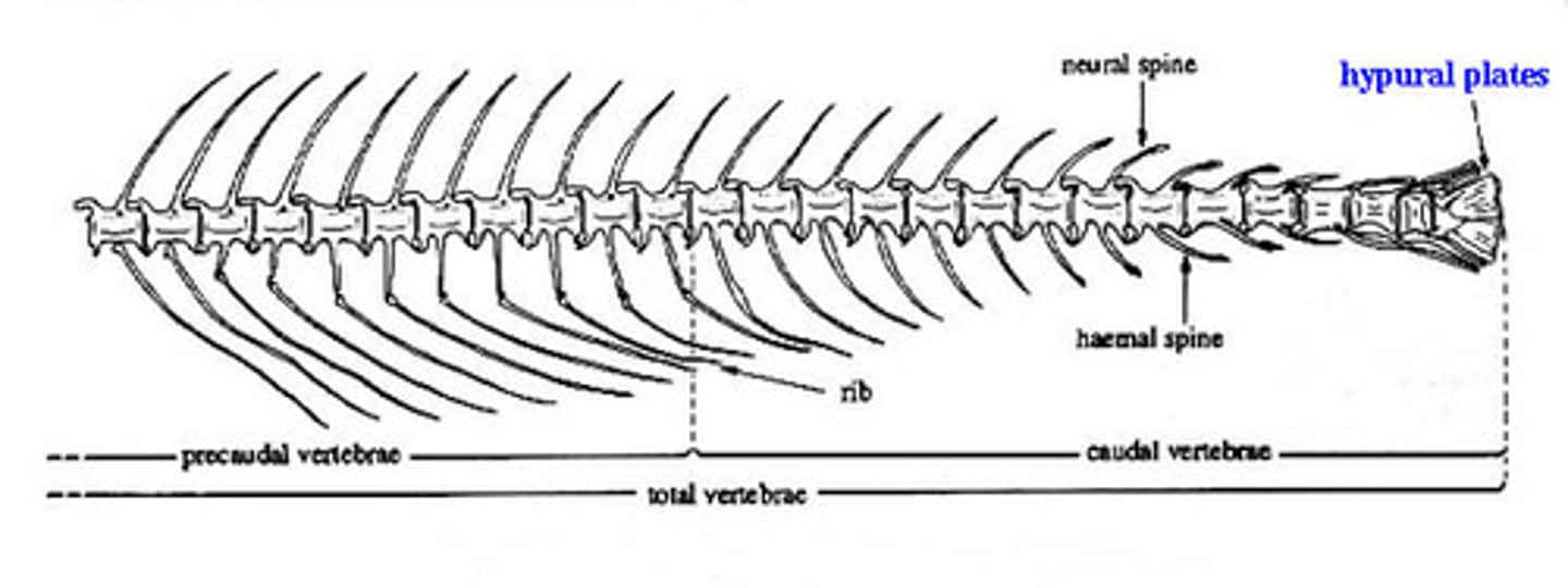 <p>internal structure that marks the end of the vertebral column</p>