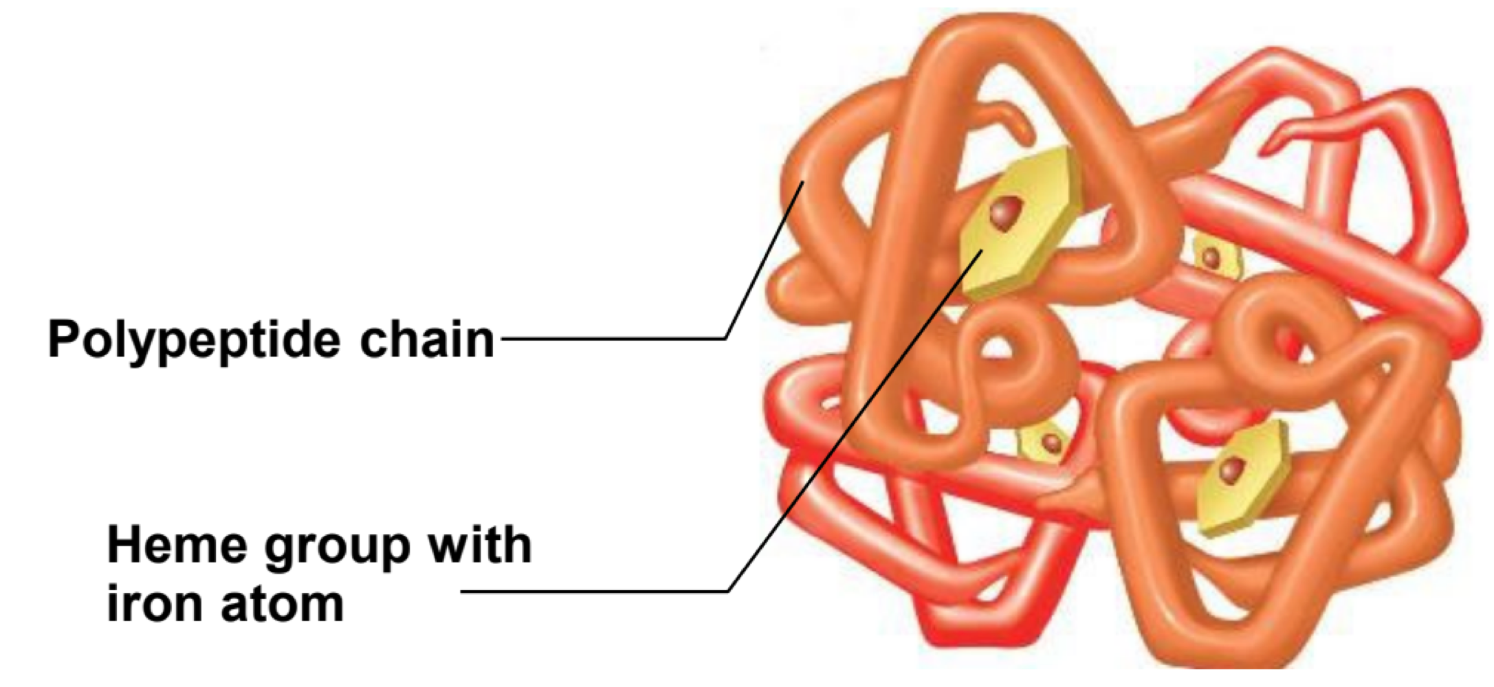 <p>false</p><p></p><p>erythrocytes contain <strong>hemoglobin</strong></p>