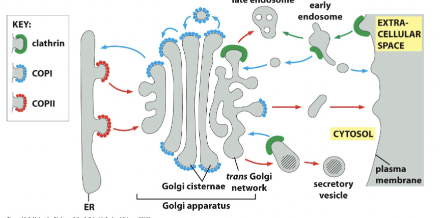 <p>coat proteins are … throughout the cell. Different coat proteins mediate different transport steps and are therefore located in different places in the cell.</p>