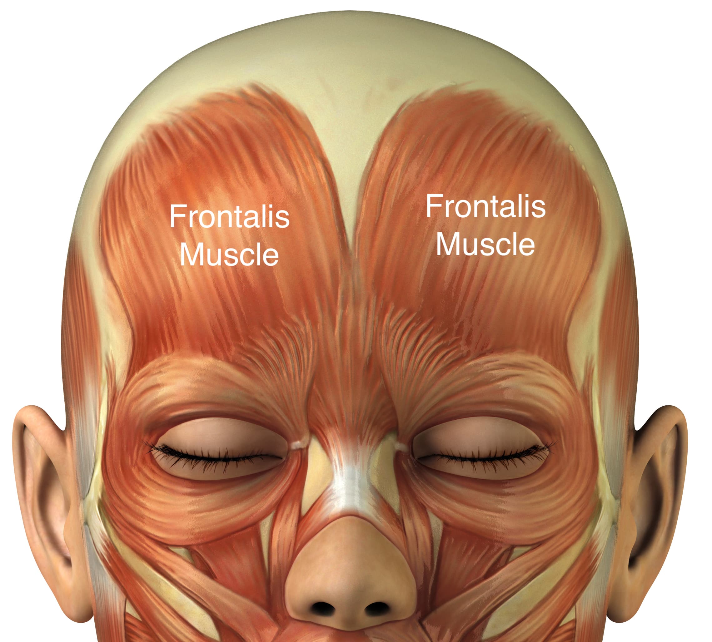 <p>Frontalis m</p>