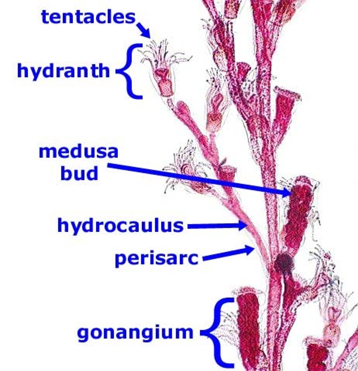 <p>hydranth feeding stage<br>gonangium reproductive stage</p>