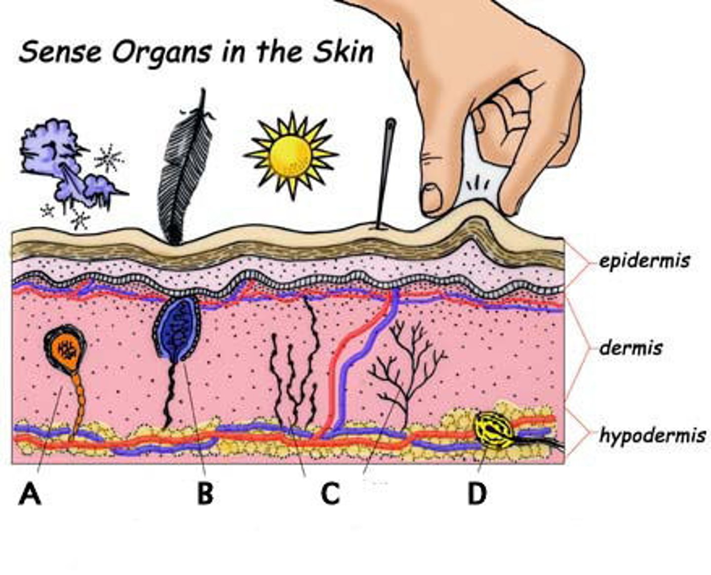<p>Sensory receptors that respond to touch.</p>