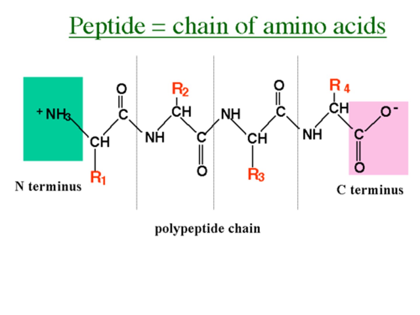 <p>A polymer (chain) of many amino acids linked together by peptide bonds.</p>