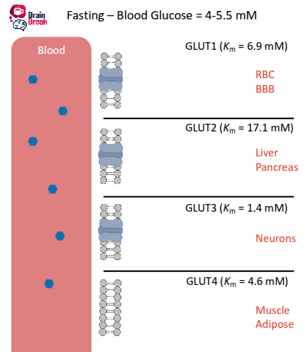 <ul><li><p>glucose moves most effectively in neurons and blood cells</p></li><li><p>liver, pancreas not releasing insulin, less flow</p></li><li><p>Km low → fast, free flowing</p></li><li><p>no insulin for receptor in muscles→ little glucose in muscles</p></li></ul><p></p>