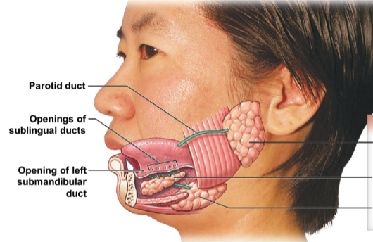 identify and name the 3 salivary glands.
