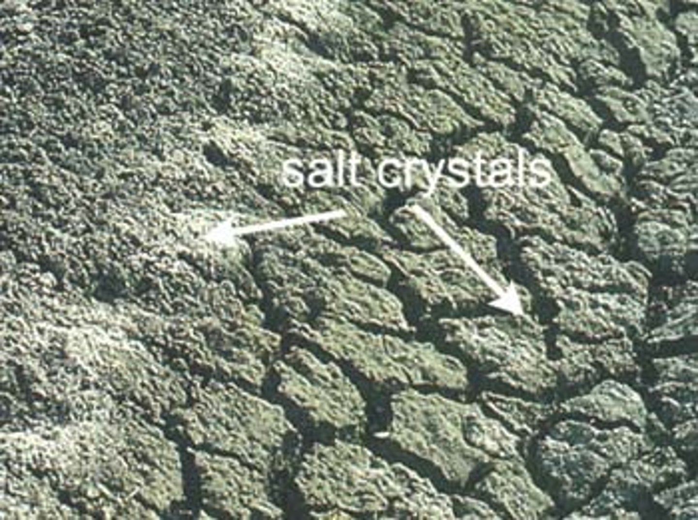 <ul><li><p>Dissolved salts in soil water are essential for plant growth as they include soil nutrients.</p></li><li><p>Excessive salinity can kill plants due to dehydration of roots (though osmosis).</p></li></ul><p></p>