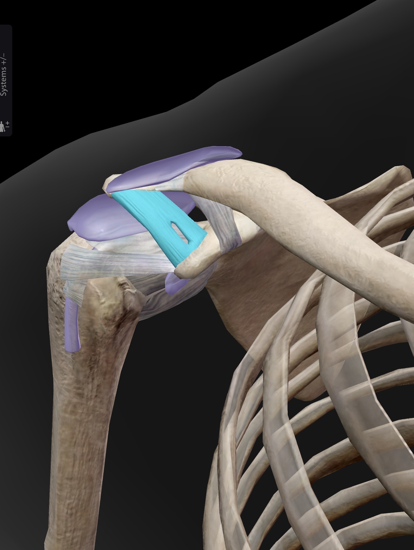 <p>What ligament is this? What does it connect?</p>