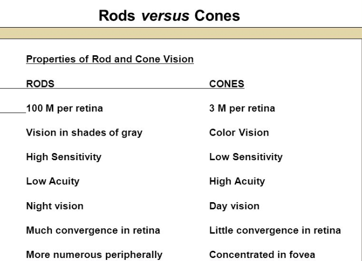 <ul><li><p>3 M per retina</p></li><li><p>Color Vision</p></li><li><p>Low sensitivity</p></li><li><p>high acuity</p></li><li><p>day vision</p></li><li><p>little convergence in retina</p></li><li><p>concentrated in fovea</p></li></ul><p></p>