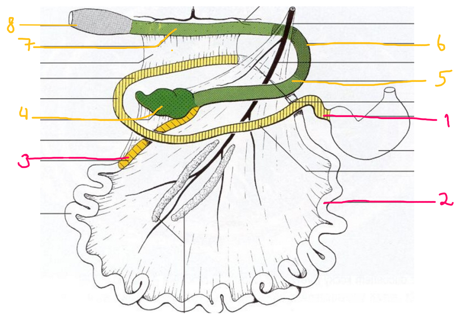 <p>The large intestine of carnivores parts? (pink - small, yellow-big)</p>