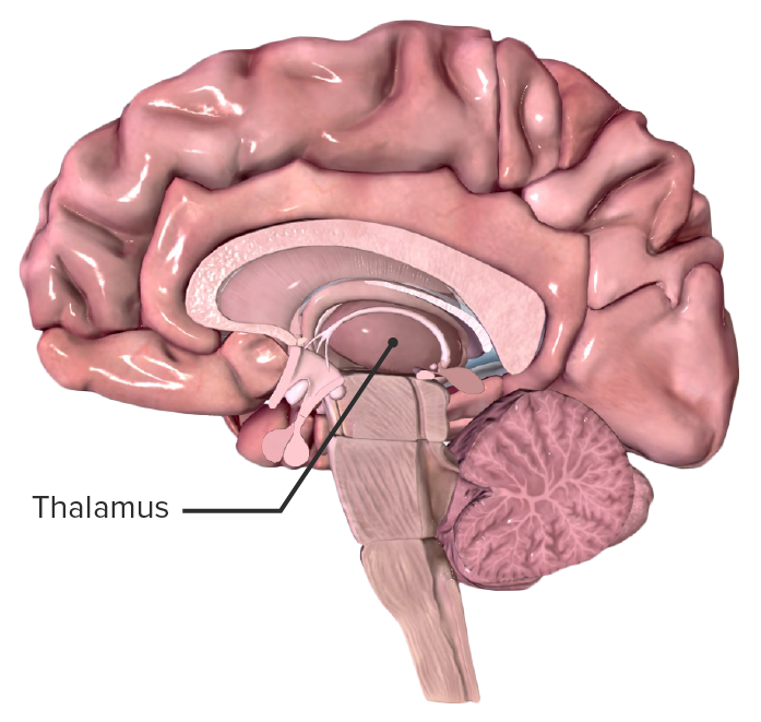 <p>Relay station between your senses and your cerebral cortex</p>