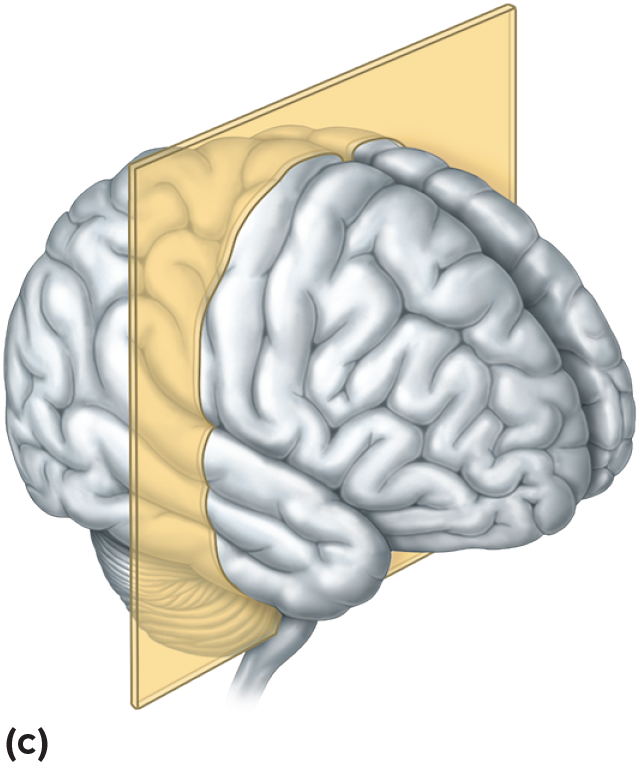 <p>refers to a section that divides the body into anterior and posterior portions.</p>
