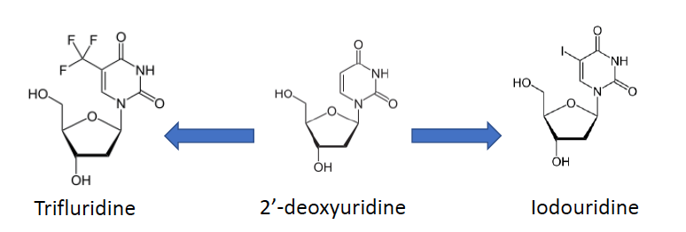 - first antiviral drug was Iodouridine
- no mechanisms of resistance in clinical settings
(iodouridine is a non-functional analog of 2' deoxyuridine that inhibits base pairing, iodouridine and trifluridine are effective antivirals and no mechanisms of resistance were detected in clinical settings.