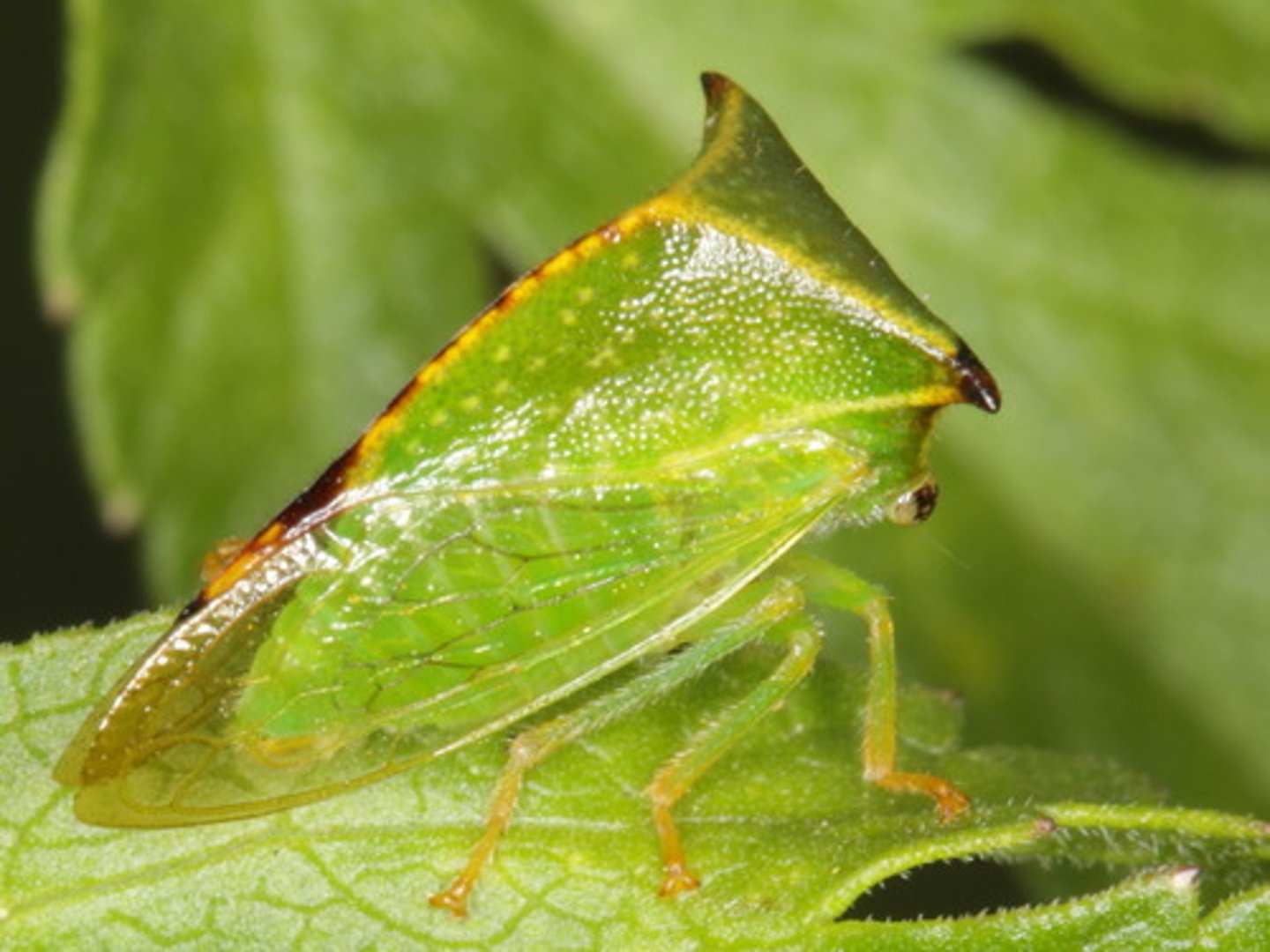 <p>differ from related families in having a large pronotum that extends back over the abdomen and (often) covers the head; many species appear humpbacked or thorn-like; others have spines, horns or keels</p>